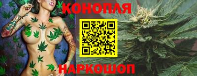 сатива Гай